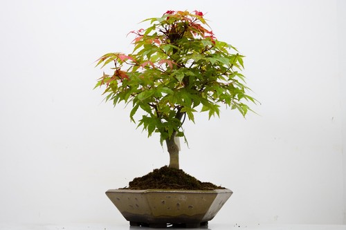 Deshojo japanese maple - maple, bonsai