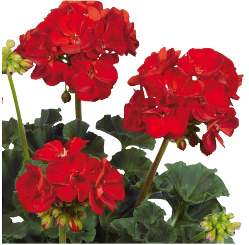 Zonal geranium bright red - bright,