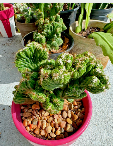 Cereus peruvianus repandus - cereus,