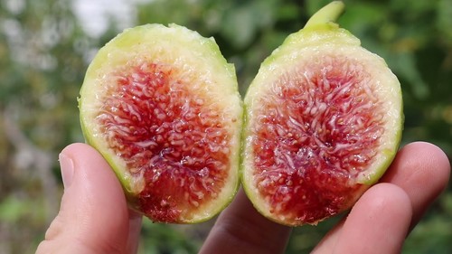 Paradiso fig tree one year - tree, -one