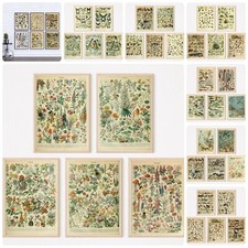 Adolphe Millot prints animals