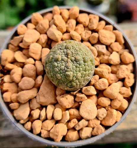 Pseudolithos migiurtinus - pseudolithos, |
