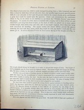 Old Birds Fulton Wright C1880