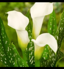 1x Small spotted Arum Lily Plant water Garden pond (ZANTEDESCHIA  ALBOMACULATA