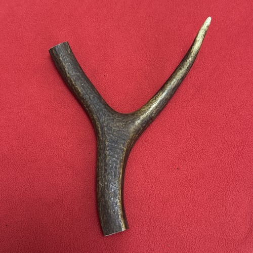 One piece deer antler - antler,, y