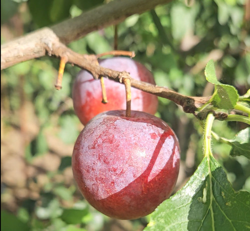 Cambridge gage seedling - seedling, plum
