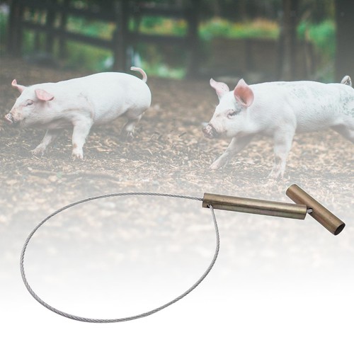Pig holder livestock snare - pig,