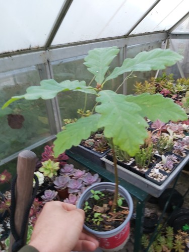 English oak seedling bonsai - oak,