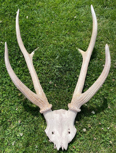 Large vintage deer - deer, stag