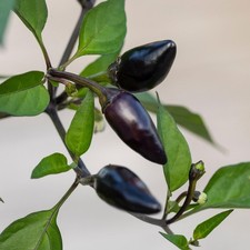 Chilli Plants - 'Gusto Purple'