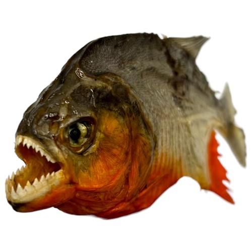 Real taxidermy mini red - taxidermy,