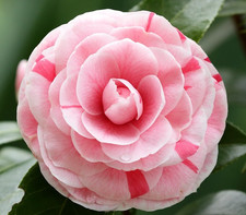 Camellia Japonica Bonomiana