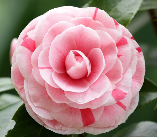 Camellia japonica bonomiana - camellia,