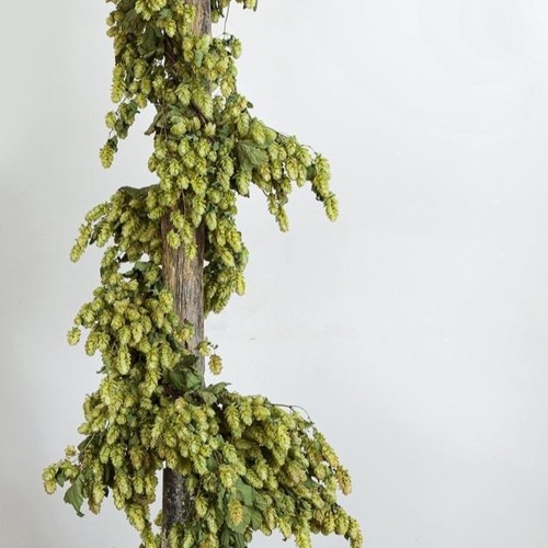 Dried hop bines - dried,