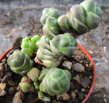 CRASSULA TERES - interesting little plant.