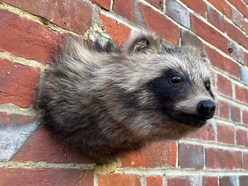 Nice new common raccoon dog - nice,