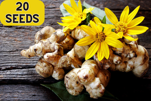 Jerusalem artichoke - jerusalem,