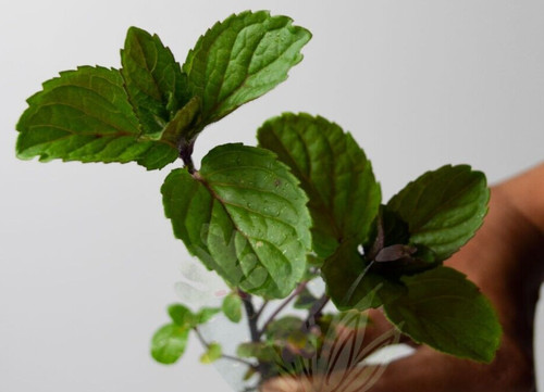 MINT-Chocolate