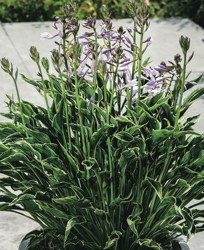 Hosta praying hands 9cm - 9cm, pot