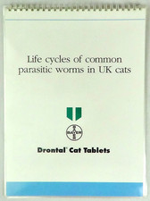 Life Cycles Of Common