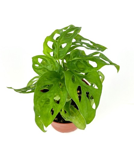 Swiss cheese plant - swiss,