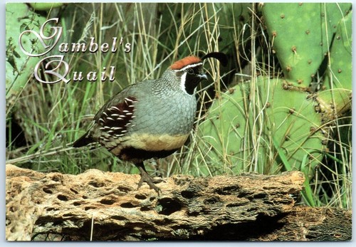 Postcard gambel s quail - -, gambel's