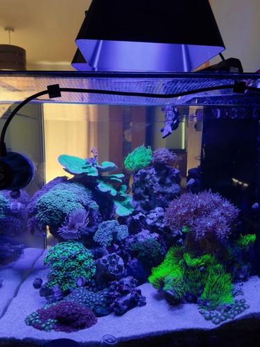 Marine aquarium rock fish - rock,,