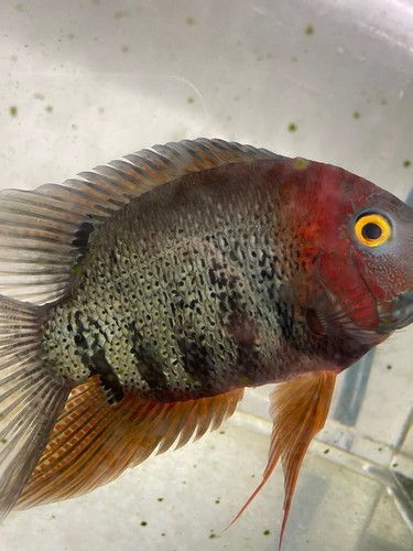 Young red shoulder - 1,