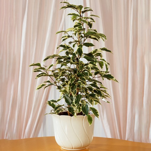 Ficus starlight best indoor - ficus, |