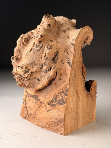 Spalted burr elm - elm, live