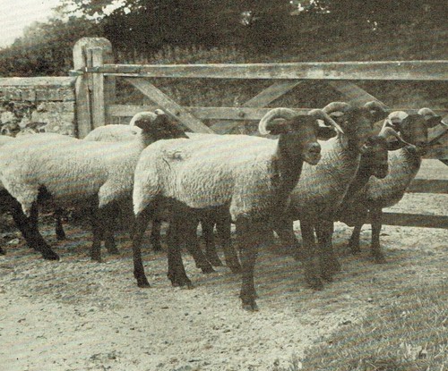 Norfolk horned sheep 1953 - horned,