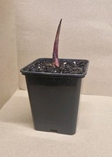 2 x Canna Tropicanna Black 9cm