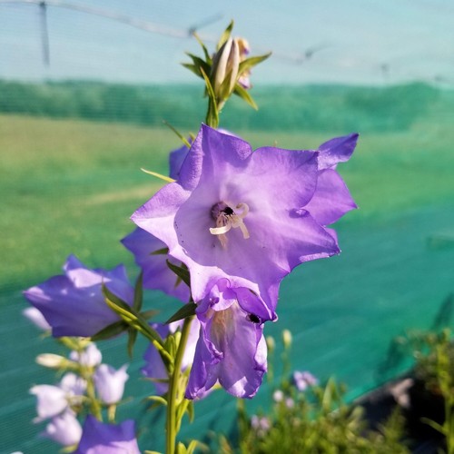 Campanula persicifolia telham - campanula,