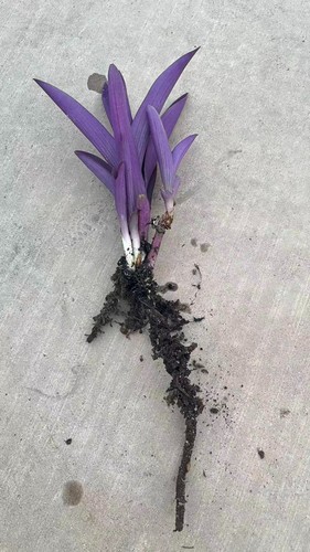 Purple heart tradescantia - purple,