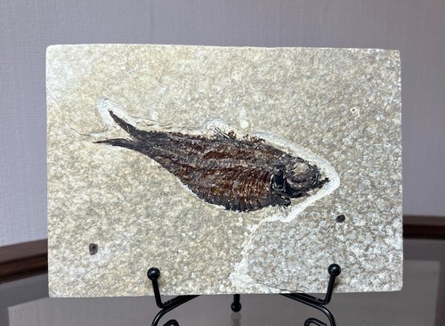 Fossil fish matrix circa - fossil, matrix.