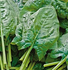 Spinach "Amsterdam's Reuzenblad" Seeds, Very Hardy, Spinach Amsterdam Giant