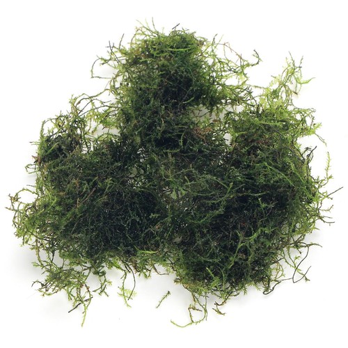 K2aqua grams java moss - 20,