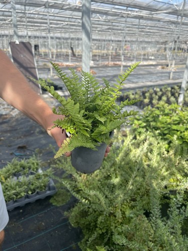 Fern mexica indoor - fern,