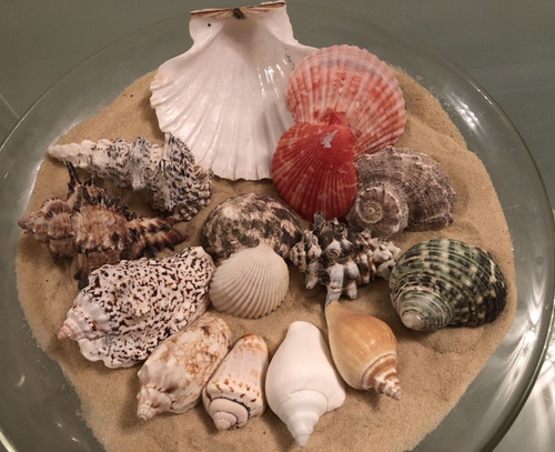 Mixed large 10cm exotic - mixed,