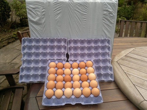 Egg trays blue - egg, 10