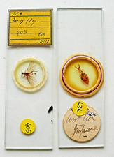 Pair ANTIQUE  ENTIRE INSECT  MICROSCOPE SLIDES,  MAY  FLY & ANT LION