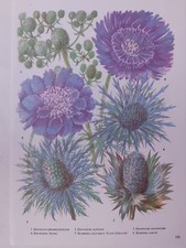 Vintage Botanical Print 1960