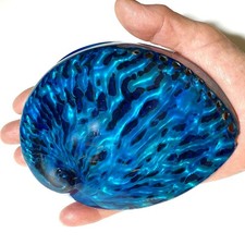 Aqua Blue Polished abalone both sides Large seashell. 11-12CM