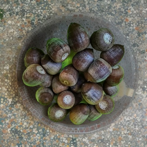 110 shumard oak acorns - shumard,