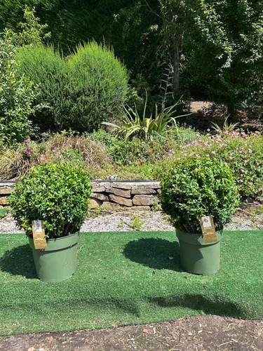 Pair box topiary - topiary, balls