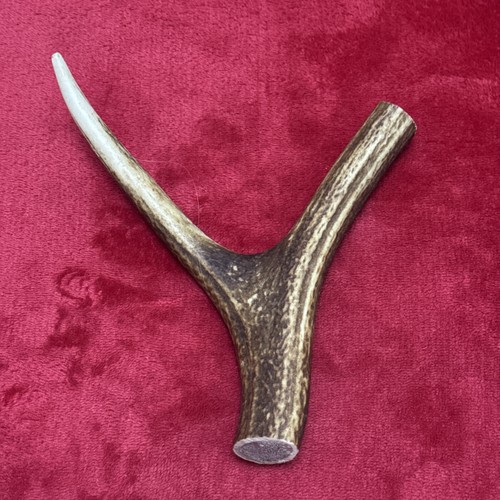 One piece deer - deer, antler,