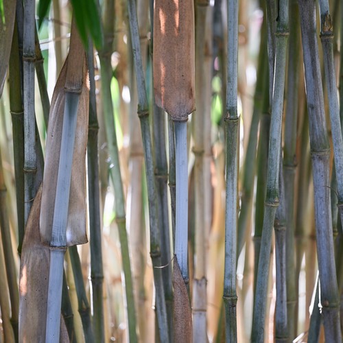 Fargesia papyrifera blue - papyrifera,