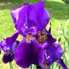 1x Blue Iris Germanica
