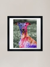 Colorful whippet Framed Art