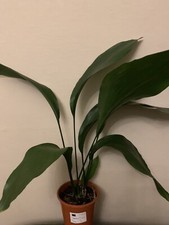 QUALITY ASPIDISTRA PLANT  50cm in 13cm pot